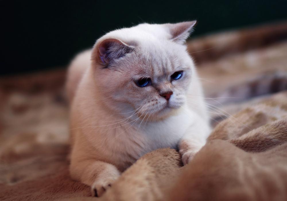 Окрасы колор-пойнт у шотландских кошек: лиловый пойнт