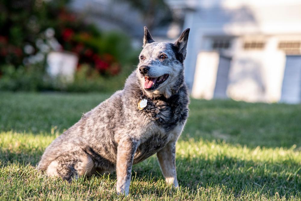 Выгул и активность австралийской короткохвостой пастушьей собаки