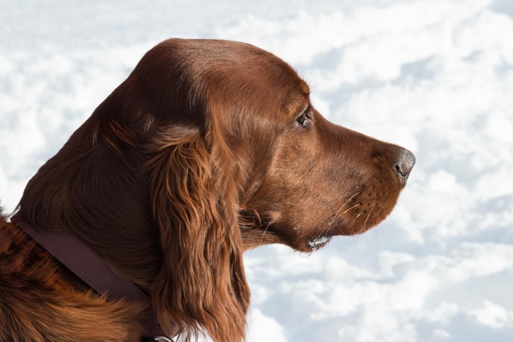 Темперамент немецкого вахтельхунда 