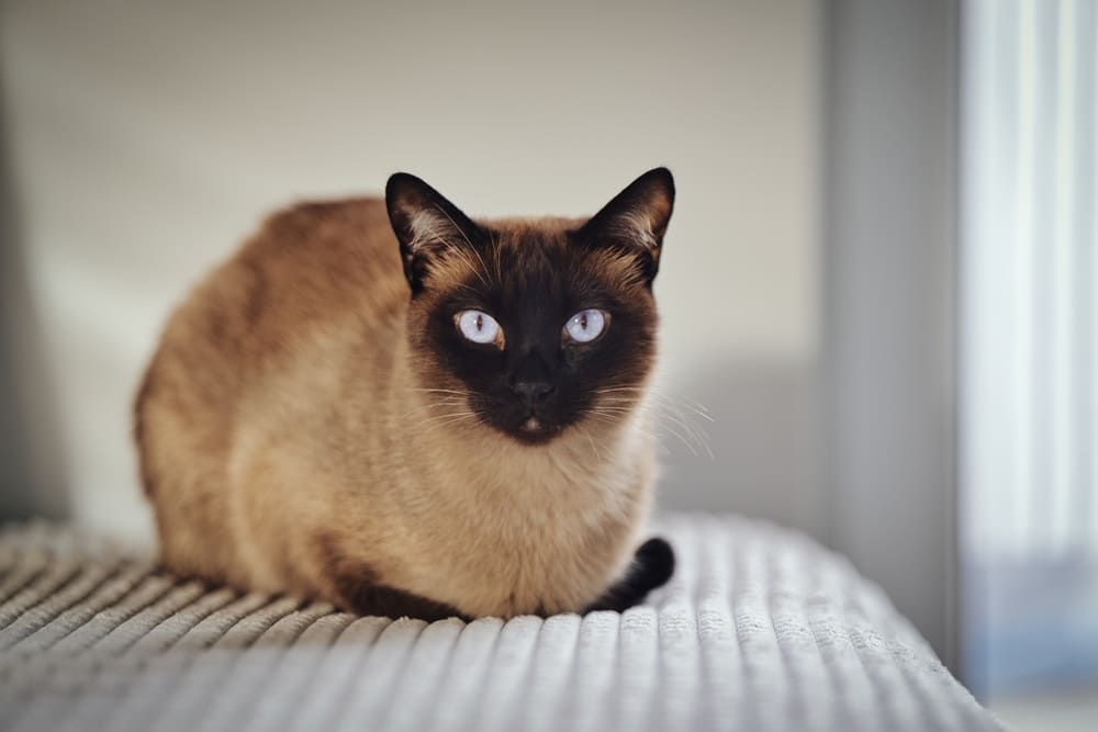 У тайских кошек могут возникать болезни ротовой полости