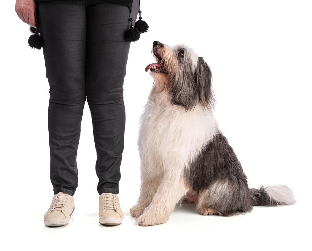 Воспитание польской низинной овчарки