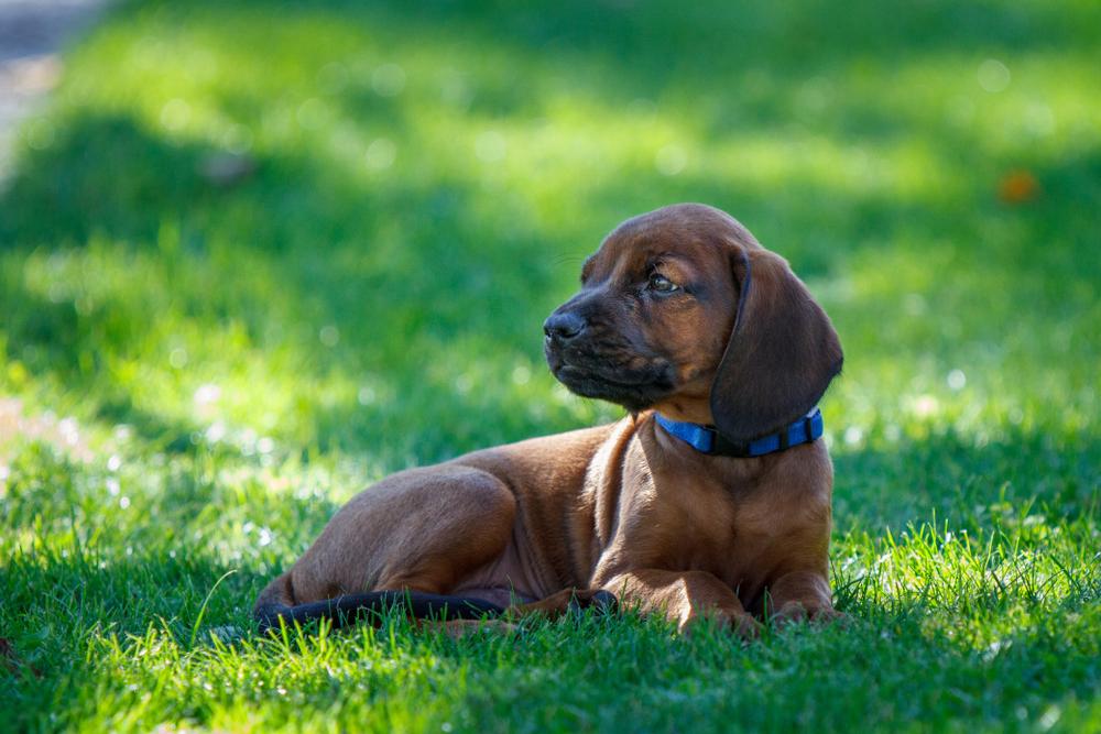 Советы по выбору щенка баварской горной гончей