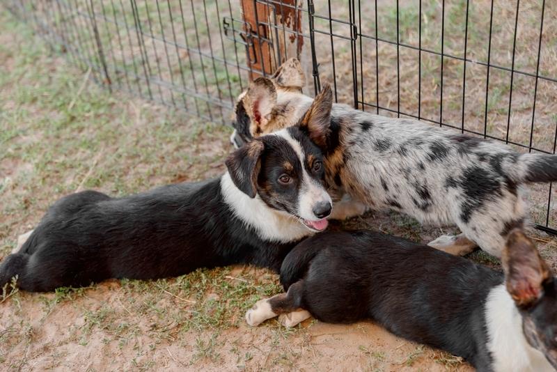 Почти черный щенок корги