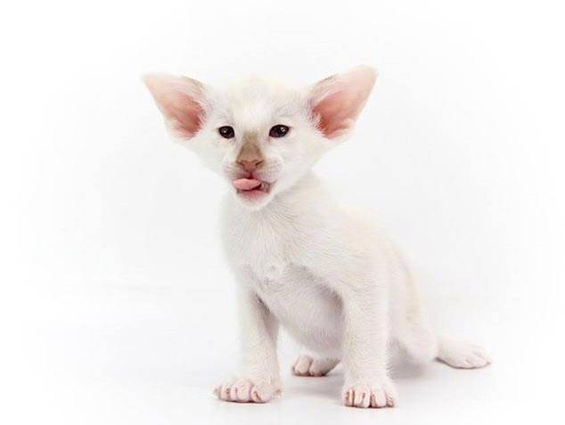 Здоровье сейшельской кошки