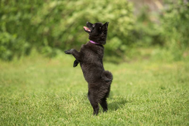 Дрессировка шипперке