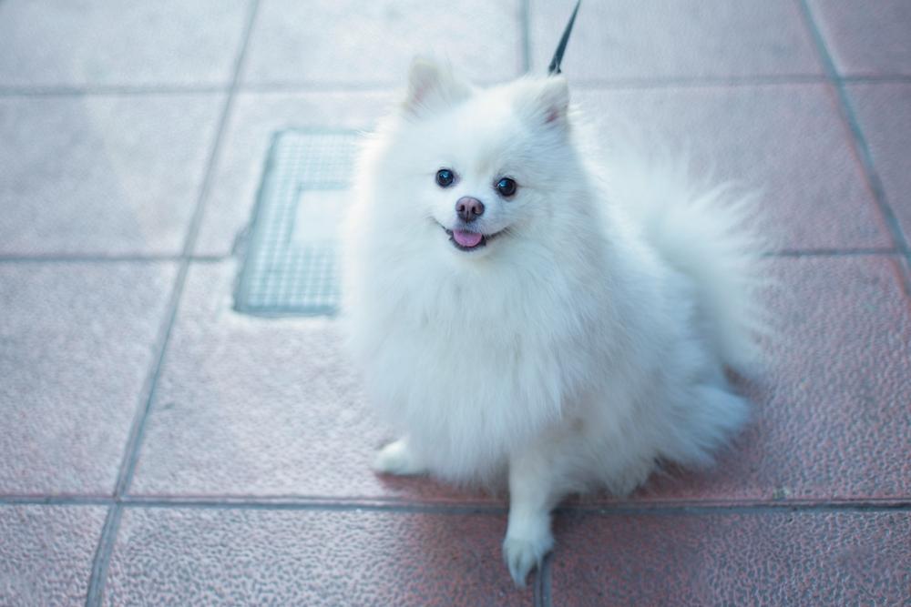 Внешность померанского шпица медвежьего типа