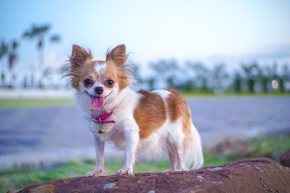 Течка у чихуахуа свидетельствует о половом созревании собаки