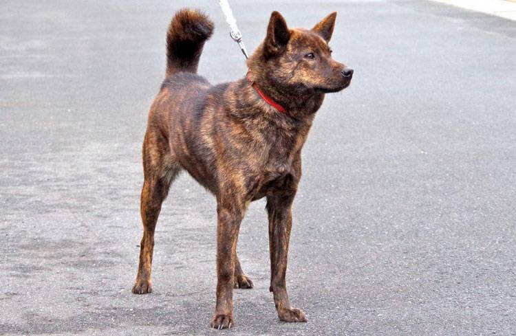 Полосатые породы собак: каи-ину