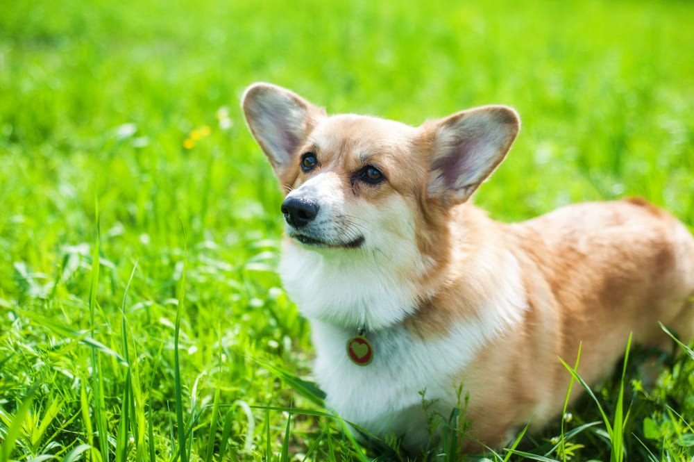 Владельцу важно знать, сколько живут корги