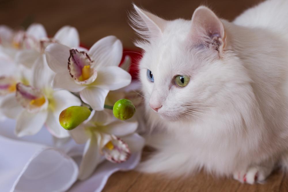 Уход за турецкой ангорой