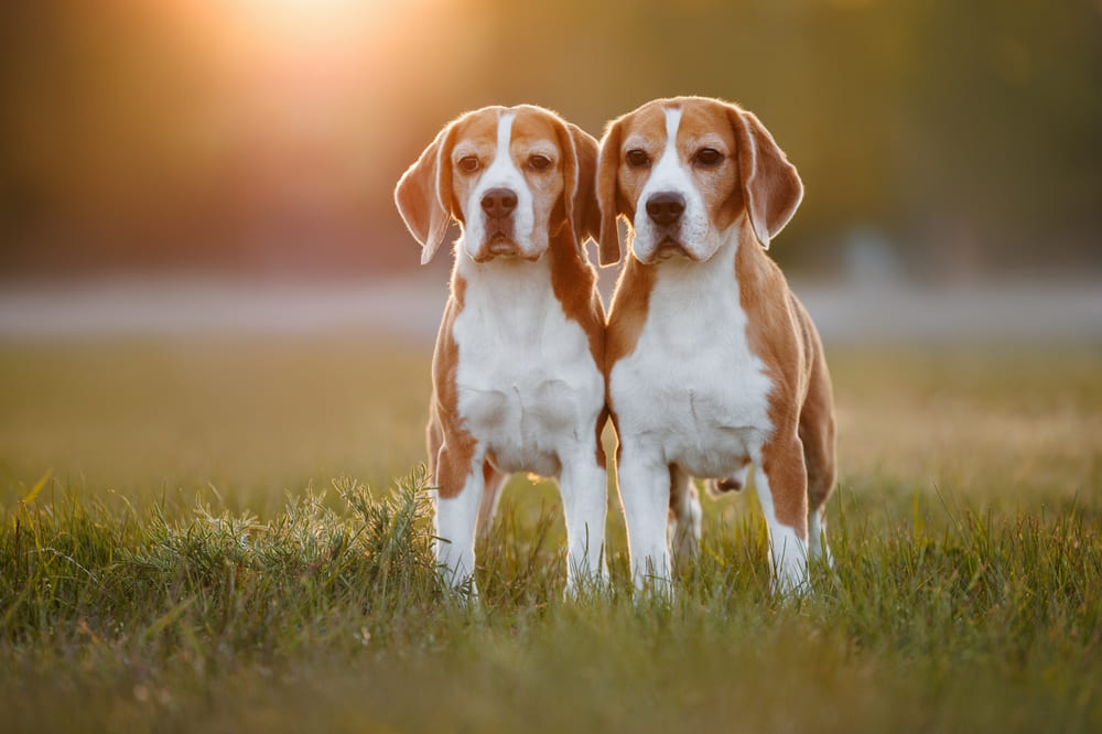 Болезни бигля можно профилактировать