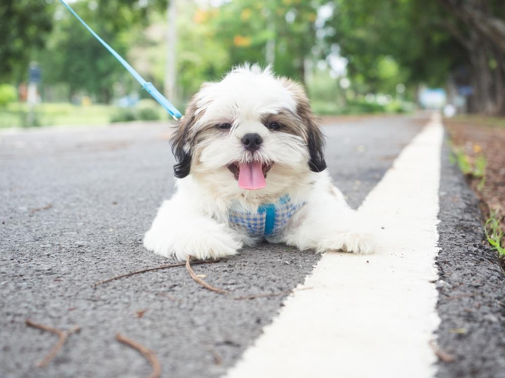 Этапы приучения щенка к поводку Этапы приучения щенка к поводку