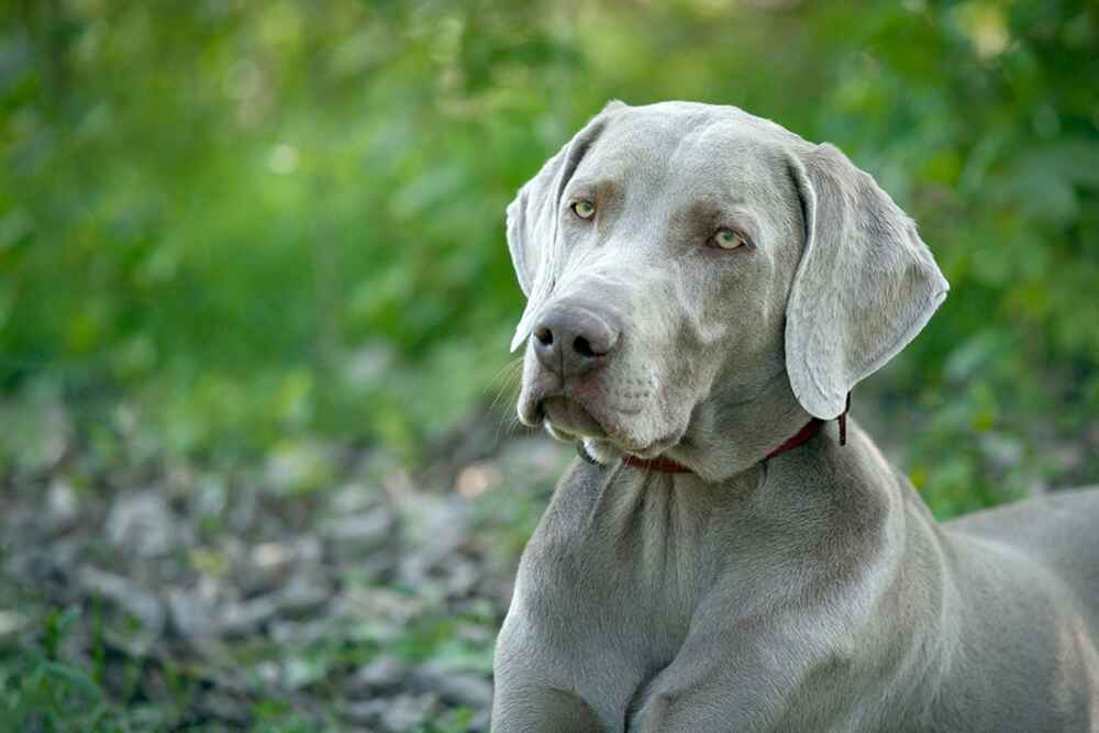 Собака породы веймаранер дружелюбна