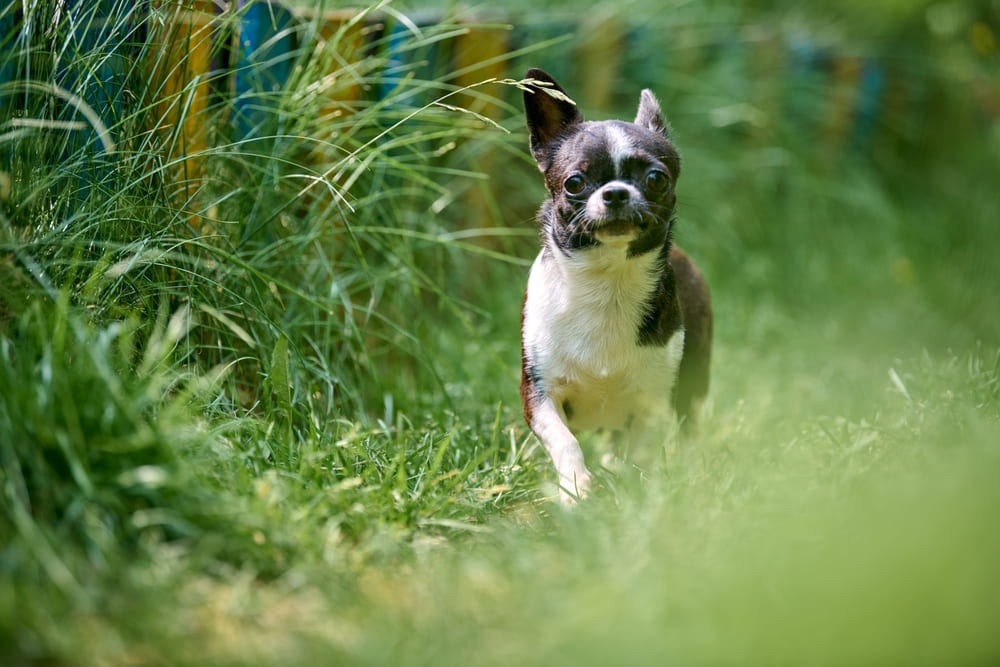 Перед вязкой чихуахуа знакомят друг с другом