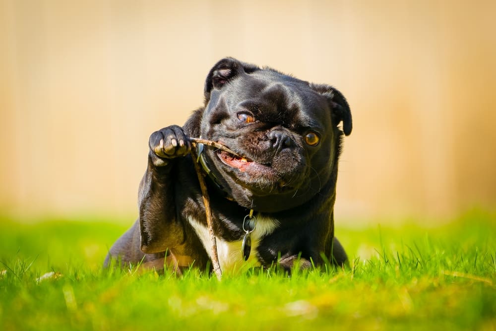 У мопсов есть болезнь, связанная с укороченной мордой этих собак