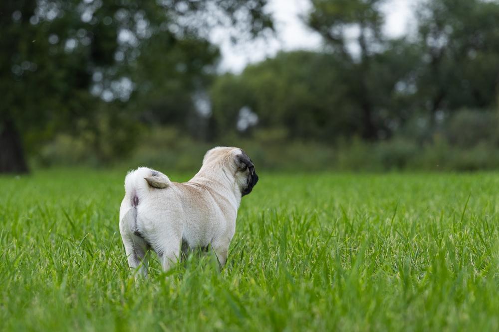 Существует ли аллергия на мопсов?
