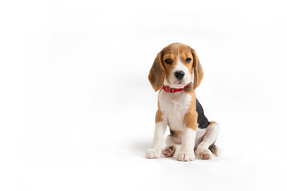 На какие особенности ошейника для щенка обратить внимание? На какие особенности ошейника для щенка обратить внимание?