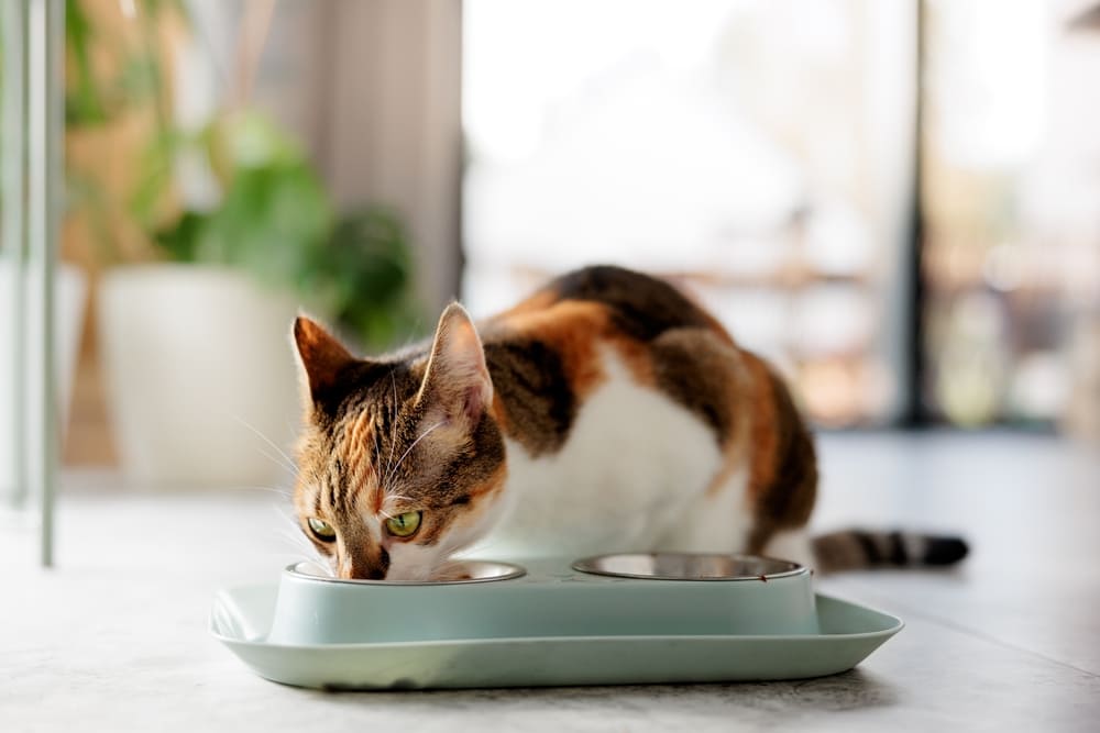 Можно ли кошкам печень?