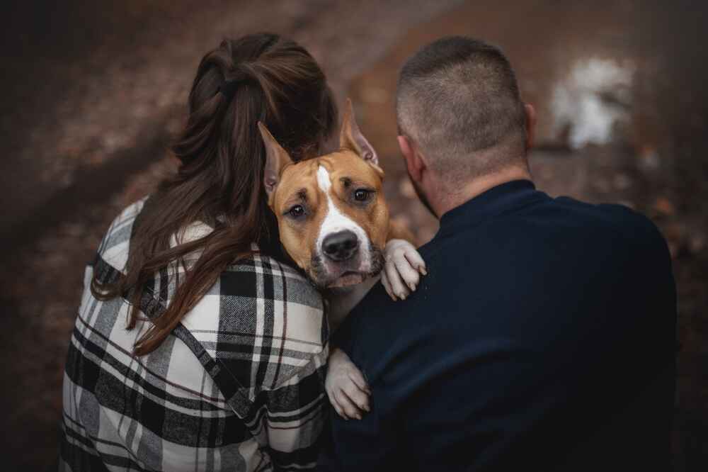 Кастрация может влиять на то, сколько проживет американский стаффордширский терьер