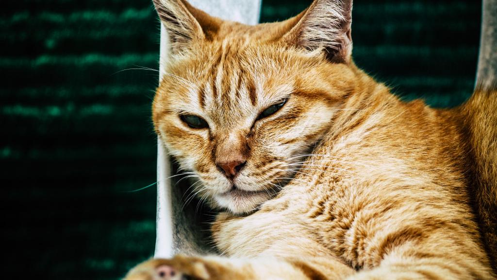 корона у кошек что это такое. Смотреть фото корона у кошек что это такое. Смотреть картинку корона у кошек что это такое. Картинка про корона у кошек что это такое. Фото корона у кошек что это такое