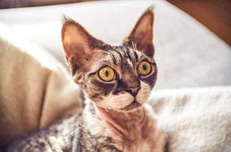 Вес канадского сфинкса может быть чрезмерным