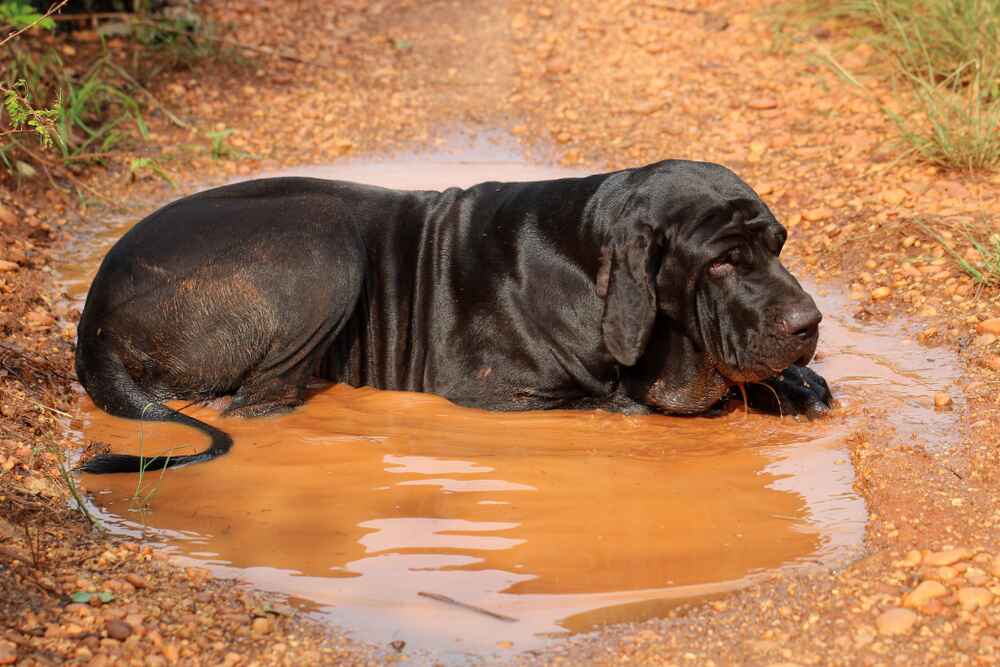 Купать бразильского фила нужно при сильном загрязнении