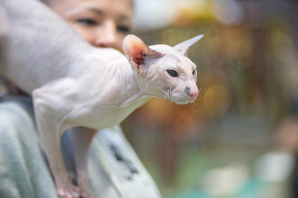 Воспитание петерболда