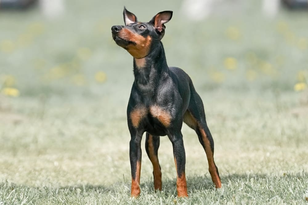 Манчестер-терьера лучше приобретать в питомнике