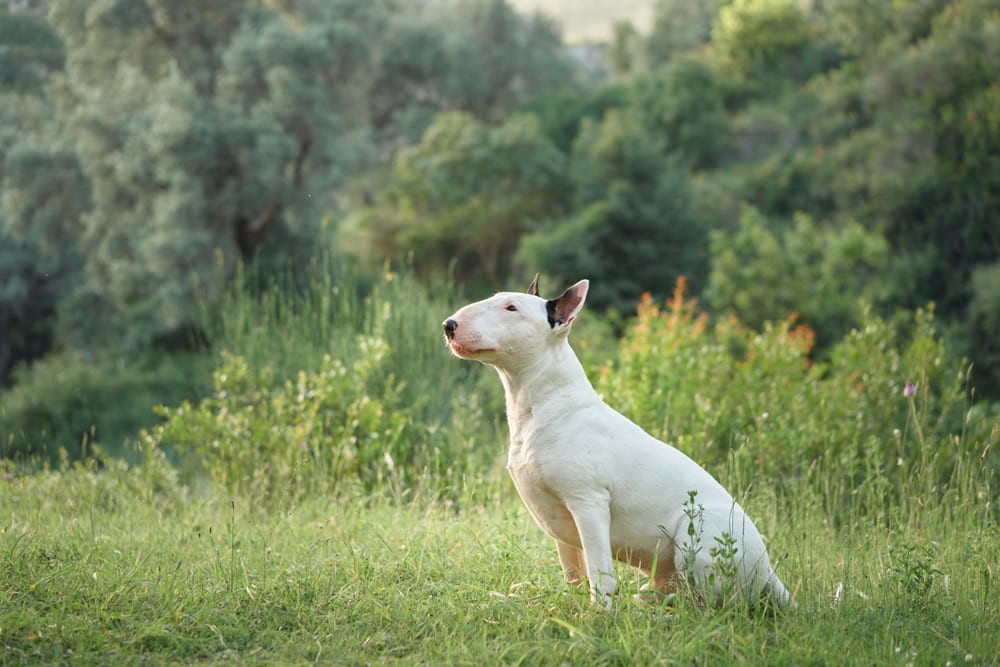 Содержание бультерьера включает в себя определенные денежные затраты