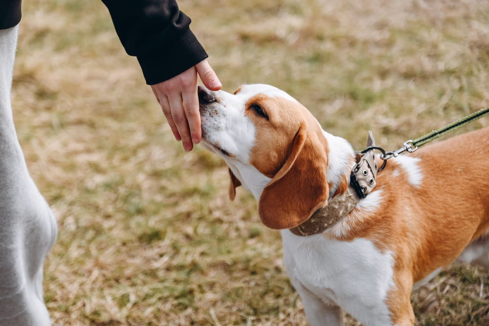 Владельцу важно знать, сколько длится беременность у бигля