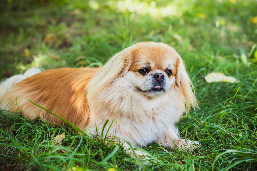 Пекинесы относятся к чужим с подозрением
