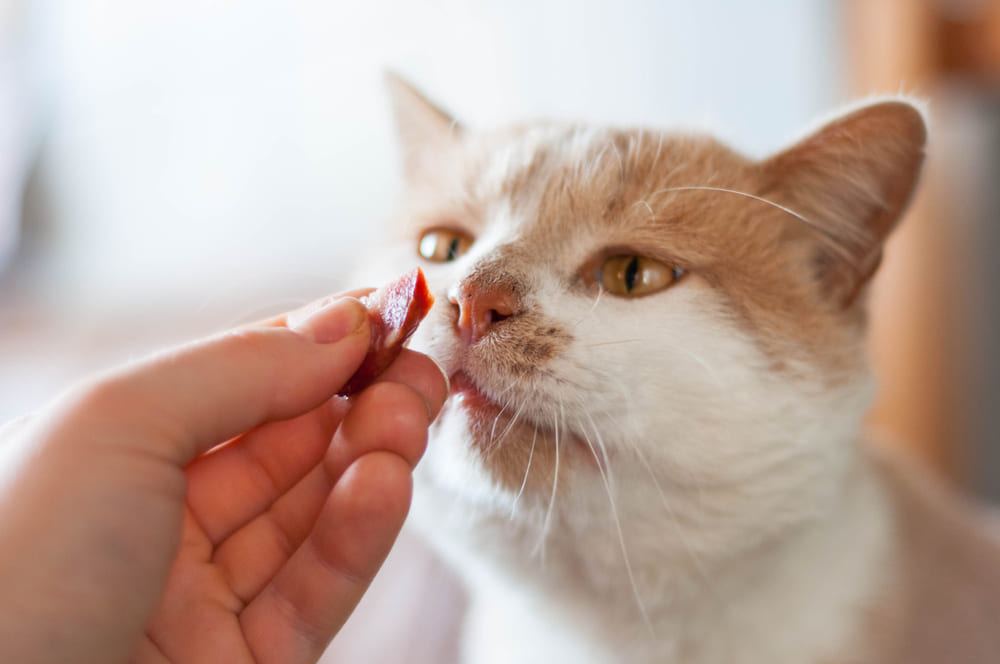 Владельцу надо знать, можно ли кошкам колбасу