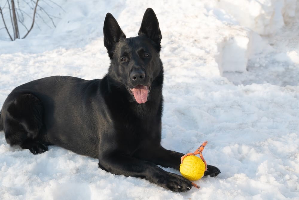 Болезни влияют на то, сколько живут немецкие овчарки
