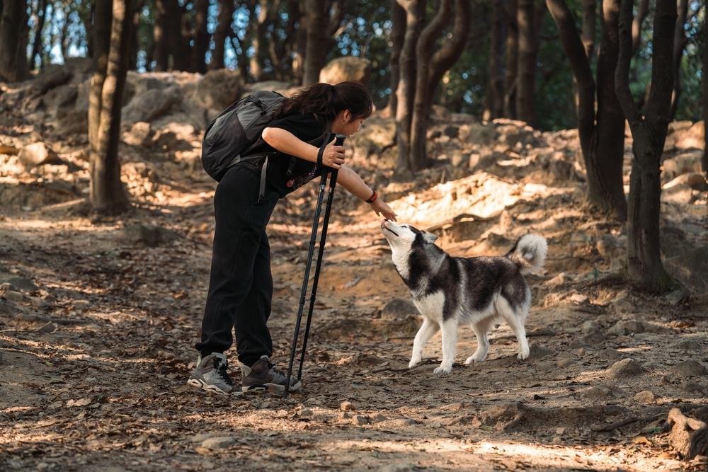 Нужен ли поводок во время дог-трекинга Нужен ли поводок во время дог-трекинга