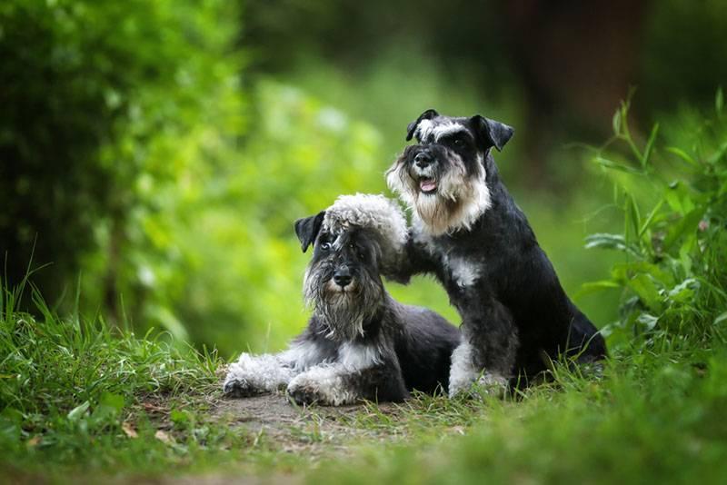 Средние спокойные породы собак: миттельшнауцер Средние спокойные породы собак: миттельшнауцер