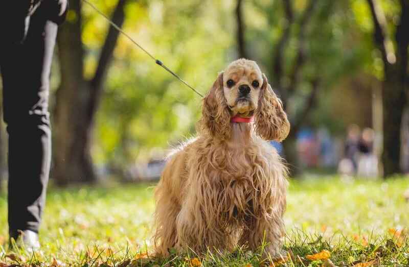 Вес американского кокер-спаниеля может быть чрезмерным