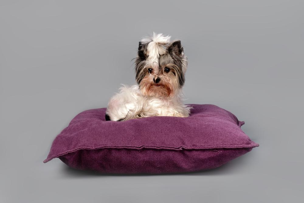 Содержание бивер-йорка