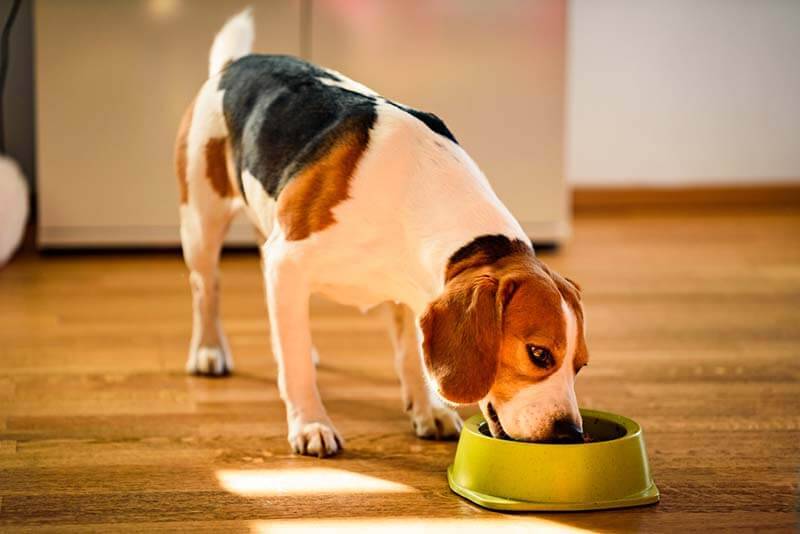 Особенности пищеварения у собак