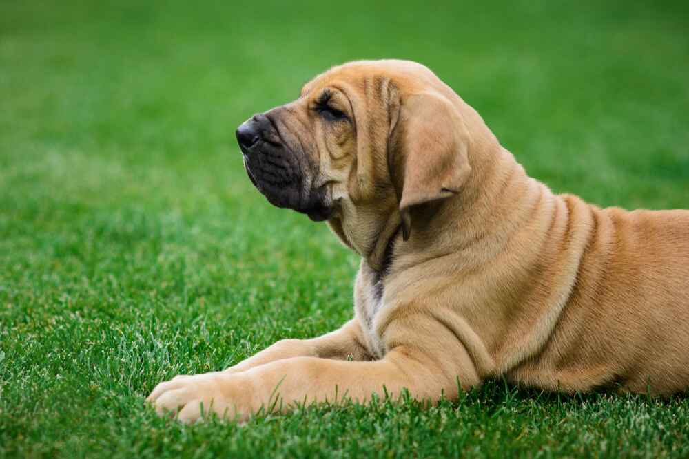 Бразильский фила нуждается в сбалансированном рационе