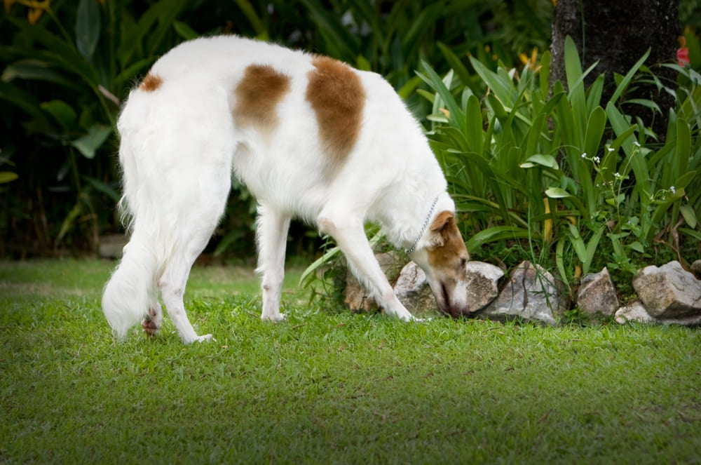 Это охотничья борзая собака