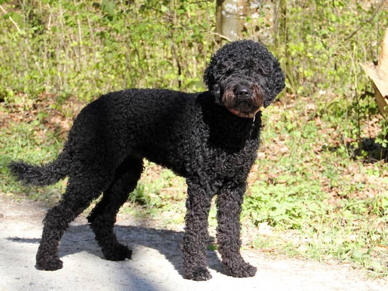 редкие французские породы: барбет.jpg редкие французские породы: барбет.jpg