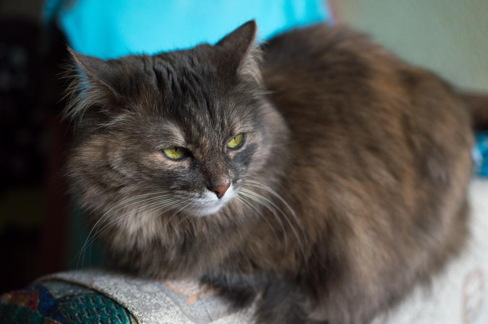 Дымчатые окрасы сибирской кошки
