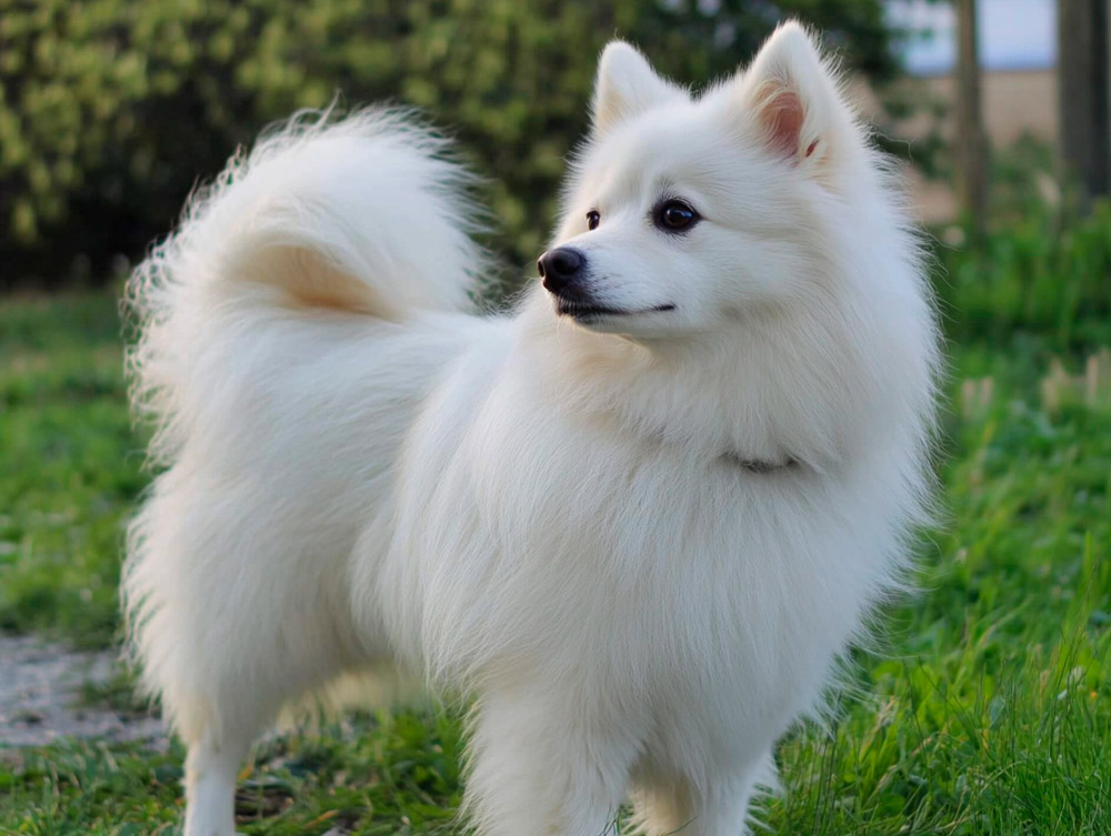 Вольпино итальяно приспособлены к низким температурам