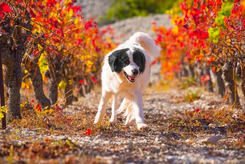 крупные немецкие собаки: ландсир.jpg