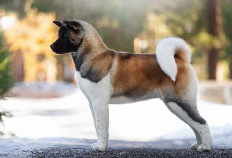 Сколько нужно на содержание американской акиты?