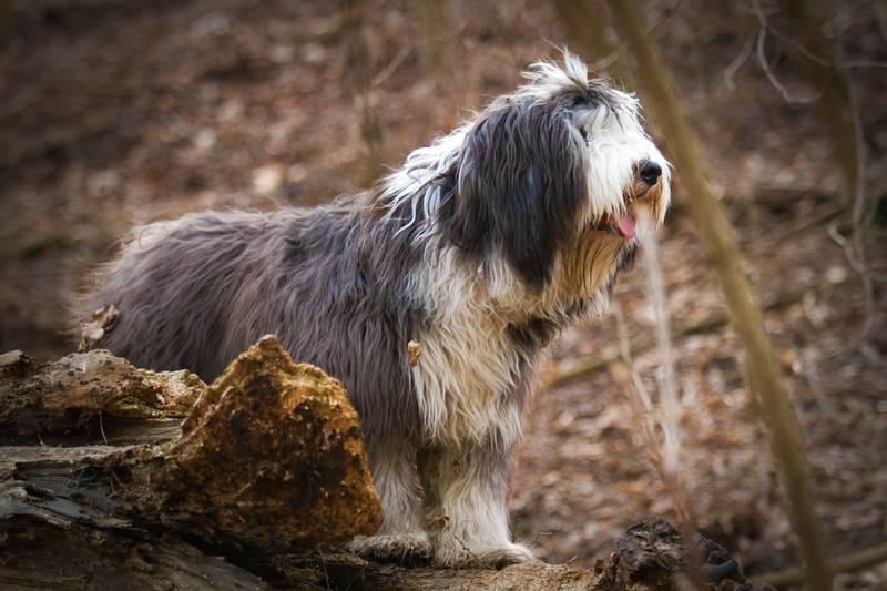 ТОП бородатых пород собак: бородатый колли