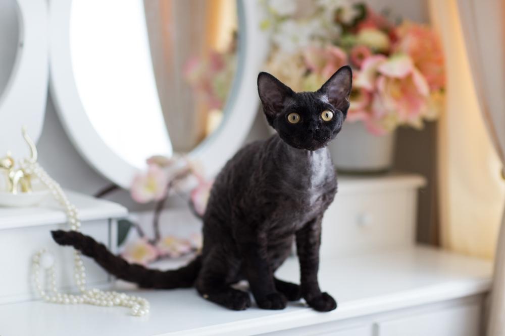 Породы кошек с плюшевой шерстью: девон-рекс