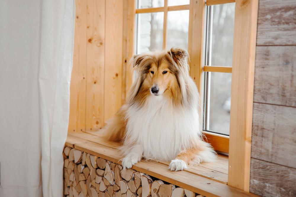 темперамент и поведение колли в семье