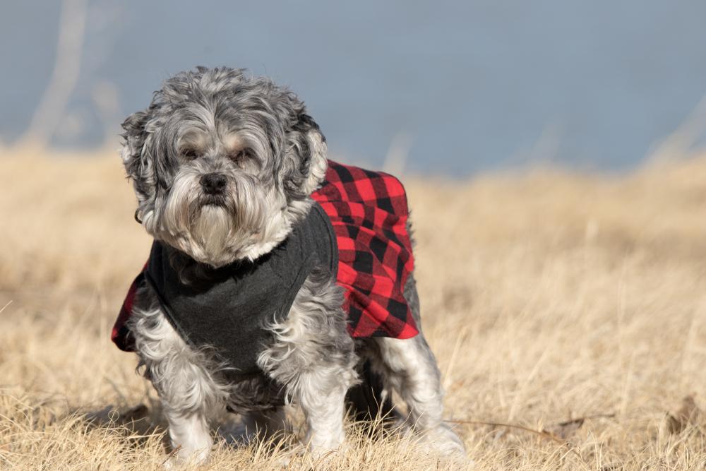 История происхождения малой львиной собаки