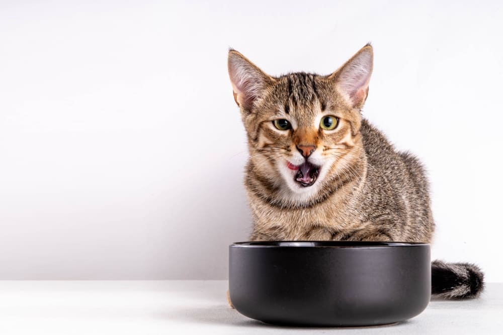 Владельцу нужно знать, можно ли кошке рукколу